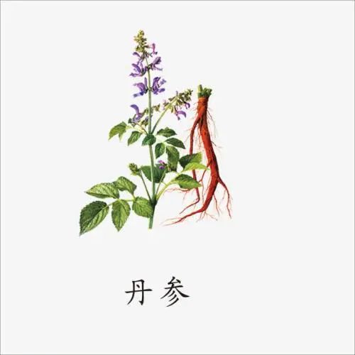The Efficacy and Functions of Dan Shen (Salvia miltiorrhiza)