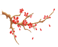 Understanding Angelica Sinensis (Dang Gui) in Traditional Chinese Medicine