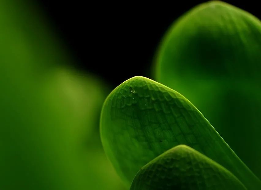 Glossary of Traditional Chinese Medicine Terminology (Essential for TCM Practitioners)