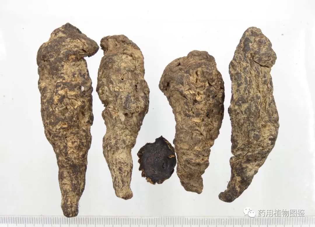 Shudihuang (Rehmanniae Radix Praeparata): Properties, Preparation, and Applications