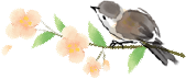 Spring Equinox: Balancing Yin and Yang for Health