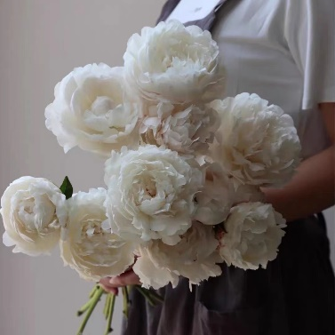 Understanding Chinese Herbal Medicine: Bai Shao (White Peony)
