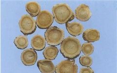 Traditional Chinese Medicine: Astragalus (Huang Qi)