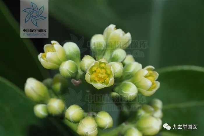 Compilation of Chinese Medicinal Herbs 71: Cinnamon