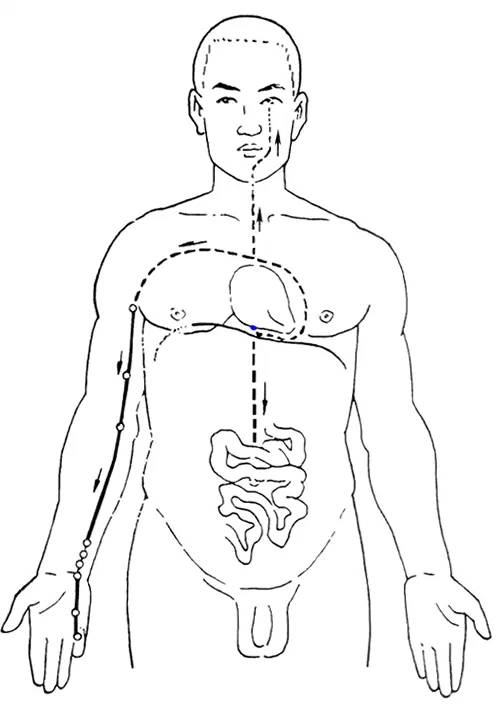 Diagram of the Twelve Meridians (Latest)