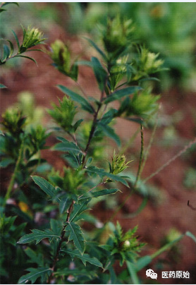 Identifying Atractylodes