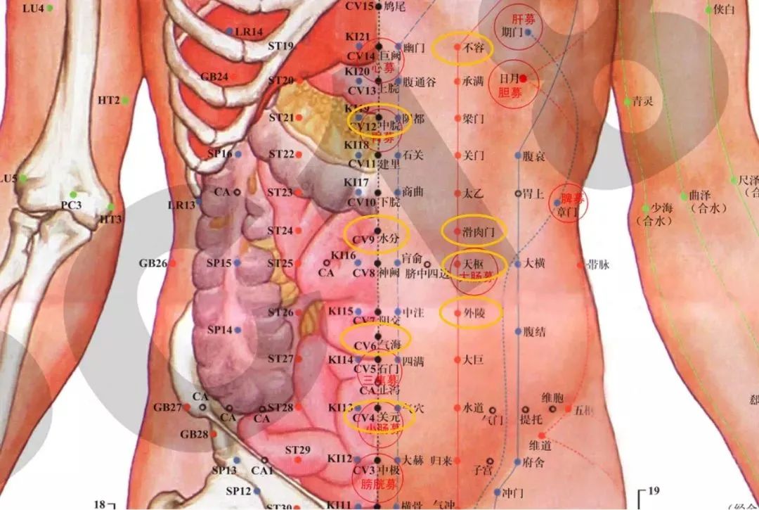 Effective Weight Loss Tips: Lose Four Pounds with Just Two Cupping Sessions!