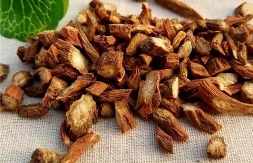 Dan Shen: A Comprehensive Overview of Salvia Miltiorrhiza in Traditional Chinese Medicine
