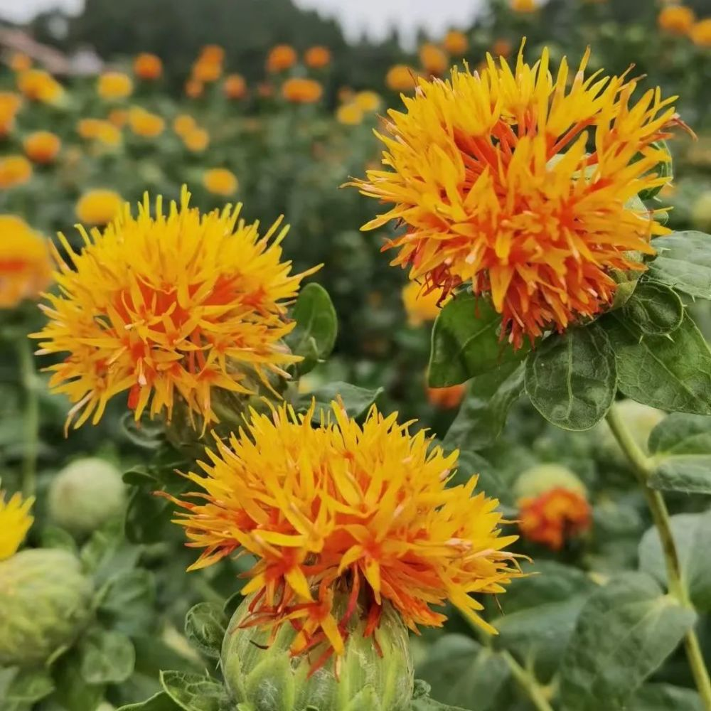 Differences Between Safflower and Crocus Sativus: Are You Using Them Correctly?