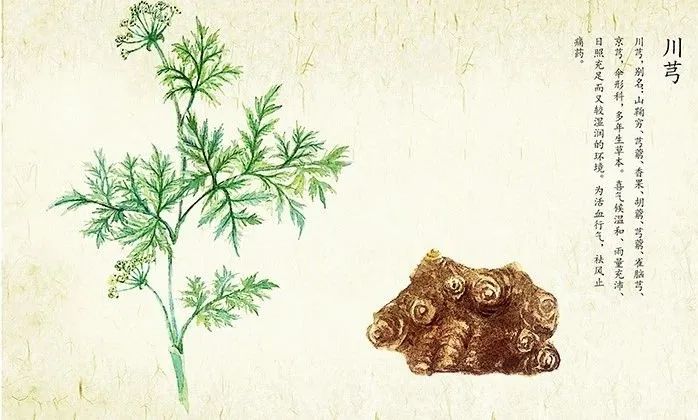 Traditional Chinese Medicine Insights - Chuanxiong (Ligusticum Chuanxiong)