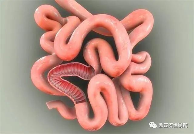 Lower Jiao Damp-Heat Syndrome