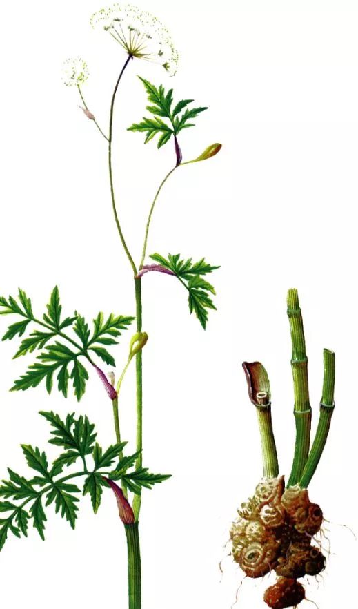 Chuanxiong Rhizoma: A Comprehensive Overview