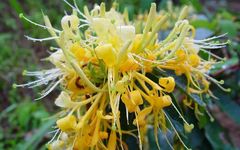 Understanding Jin Yin Hua (Honeysuckle) in Traditional Chinese Medicine