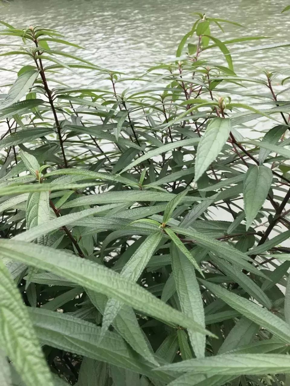 This Herb Treats Malnutrition, Rheumatic Pain, and Cough!