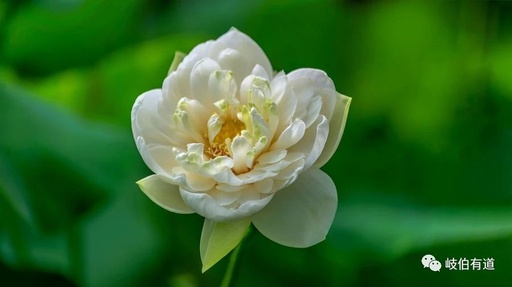 Is Aconite Toxic? Poor Quality? Here Are Alternative Medicines
