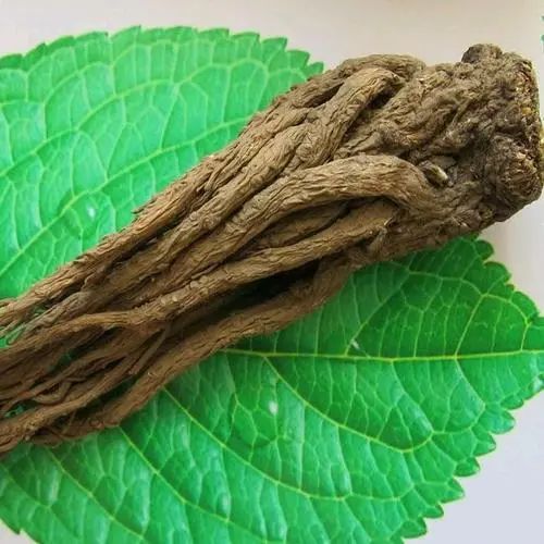 Nourishing the Heart: Angelica Sinensis (Dang Gui)