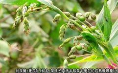 Traditional Chinese Medicine: Coix Seed (Yi Yi Ren)