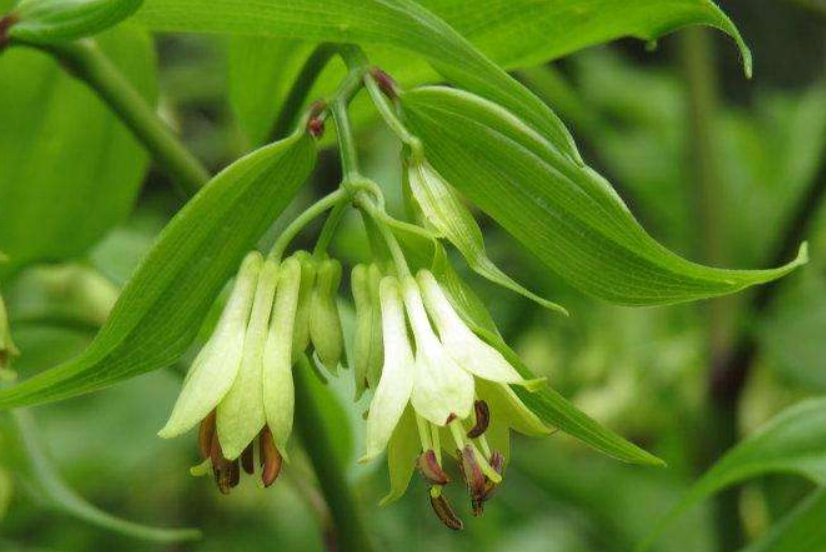 This Herb Can Treat Lower Back Pain, Rheumatic Pain, and Numbness in Hands and Feet