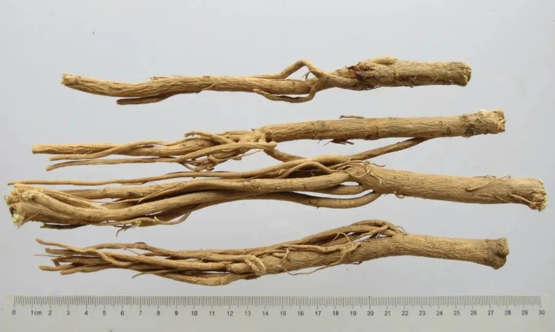 The Benefits of Astragalus: A Shield Against Illness