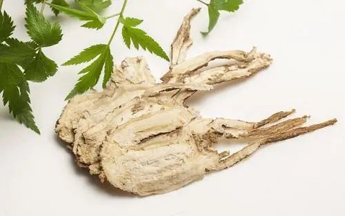 Nourishing the Heart: Angelica Sinensis (Dang Gui)