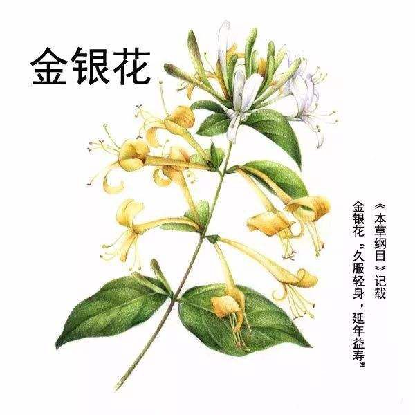 Nutritional Value of Honeysuckle (Jin Yin Hua)