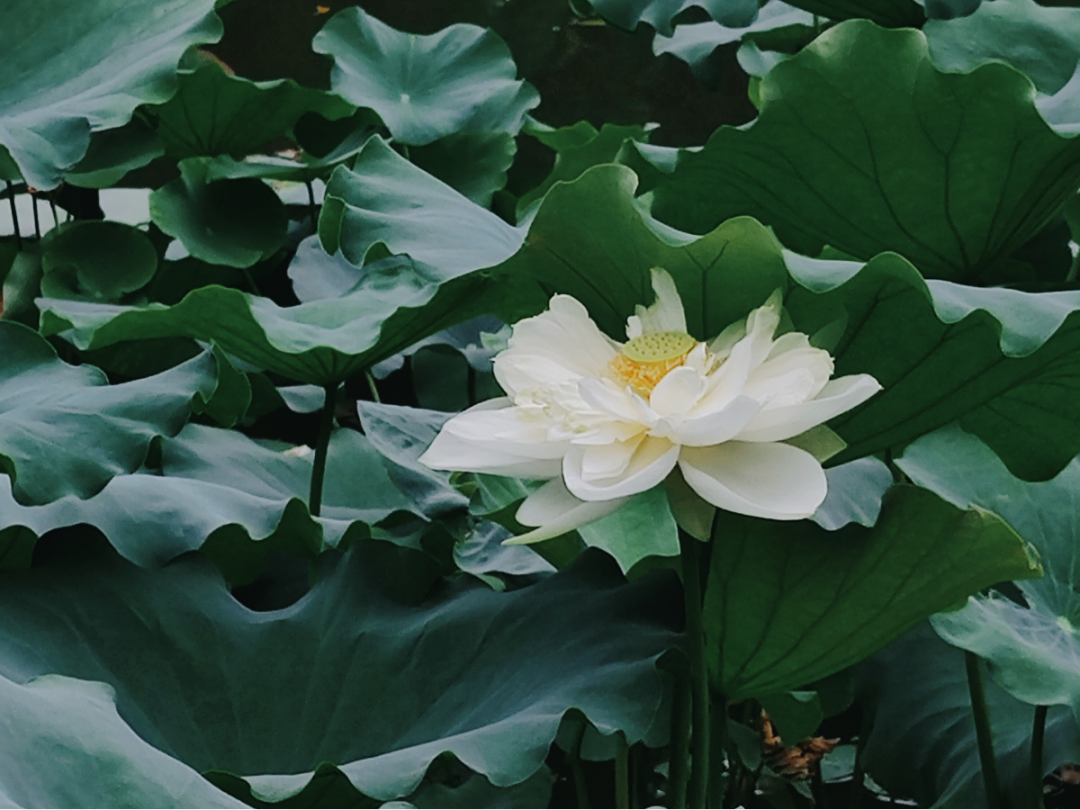 Traditional Chinese Medicine Herb: Cang Zhu (Atractylodes)