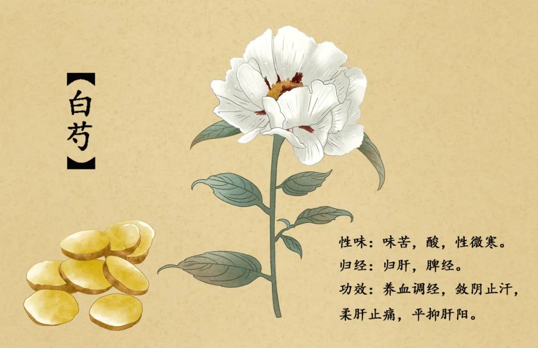 Pharmacist's Insights: Bai Shao (White Peony) - A Perfect Match for Women's Health!