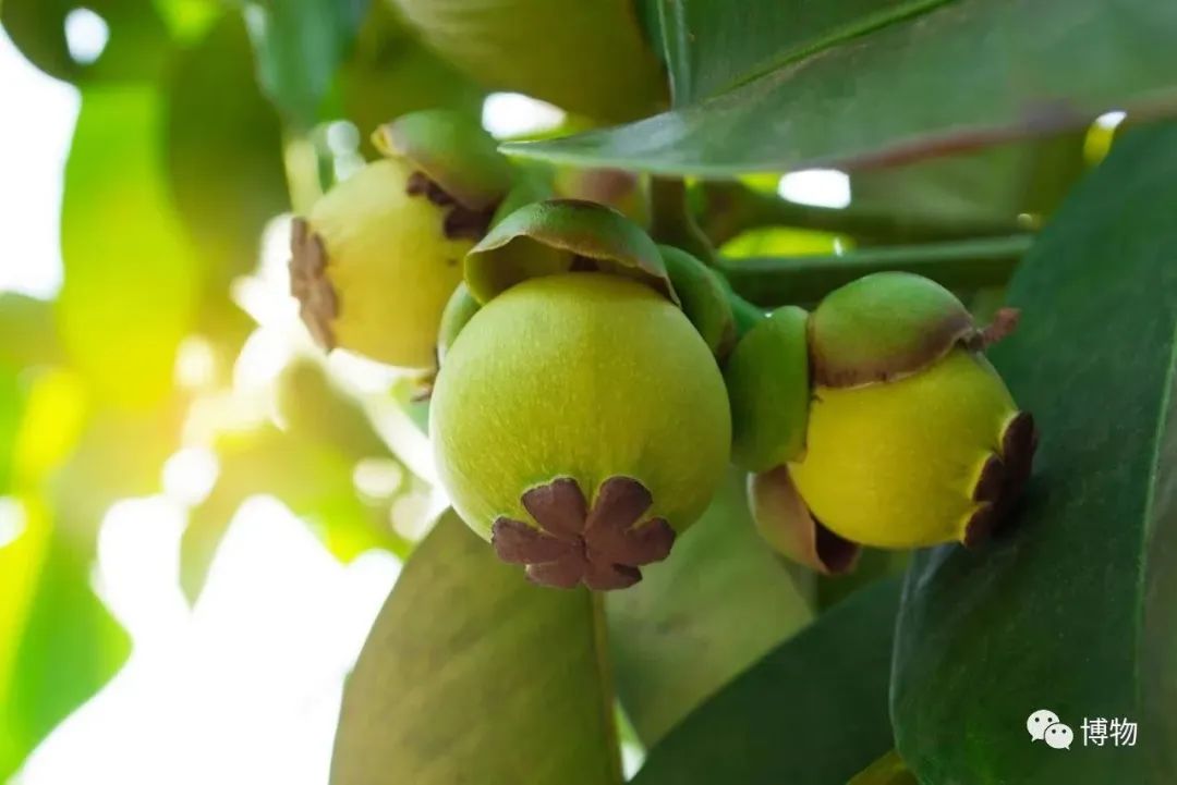 Can Lian Qiao (Forsythia) Treat Insomnia?