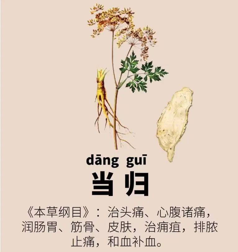 Daily Herb: Angelica Sinensis (Dang Gui)