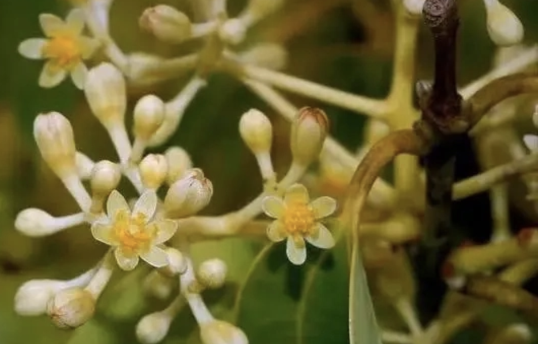 Anti-Inflammatory Foods: The Benefits of Ceylon Cinnamon
