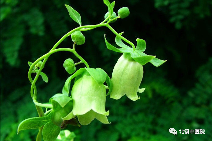 A Comprehensive Guide to Dang Shen (Codonopsis Radix)