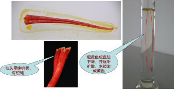 The Pharmacological Comparison of Honghua (Safflower) and Xihonghua (Saffron)