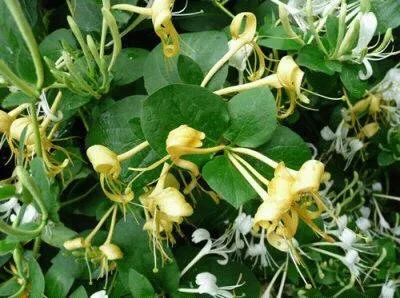 Cultivation and Care of Honeysuckle (Jin Yin Hua)