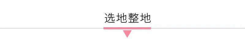 How to Cultivate Coix Seed (Yi Yi Ren)