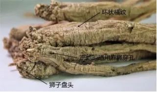Weekly Discussion on Traditional Chinese Medicine: The Benefits of Dang Shen (Codonopsis pilosula)