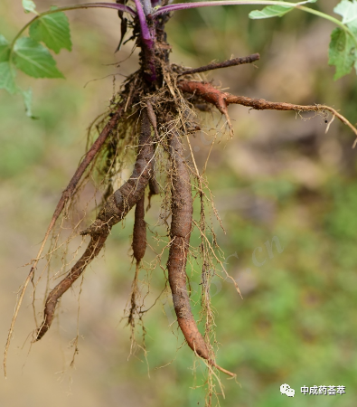Premium Chinese Herbal Medicine | Danshen (Salvia miltiorrhiza)