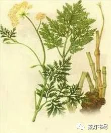 Chuanxiong (Ligusticum chuanxiong) - A Comprehensive Overview
