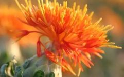 Agricultural Income Increase | Quality and Safe Cultivation Techniques for Safflower (Issue 32)