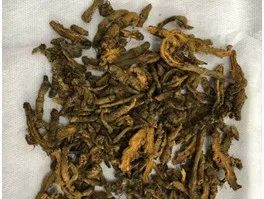 Traditional Chinese Medicine Series: Huang Lian (Coptis)
