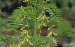 Astragalus: A Comprehensive Guide