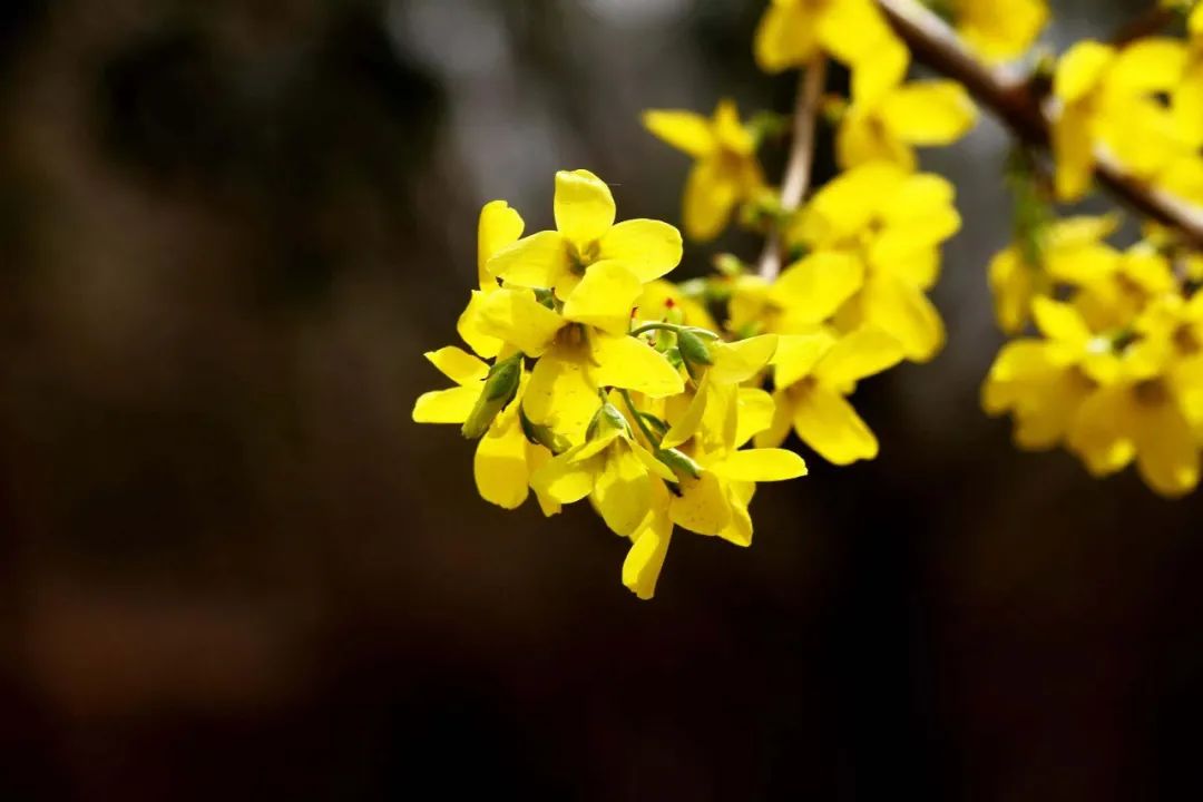 Lian Qiao (Forsythia suspensa) - A Comprehensive Overview