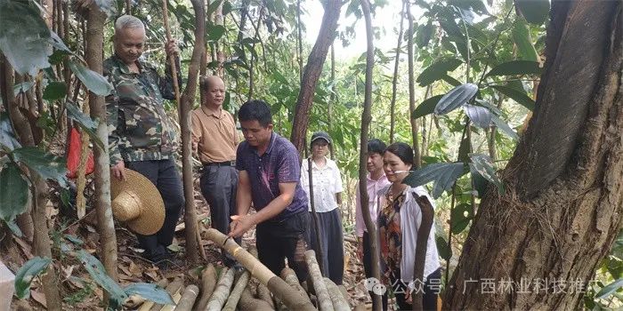 Cinnamon: A Unique and Profitable Tree Species