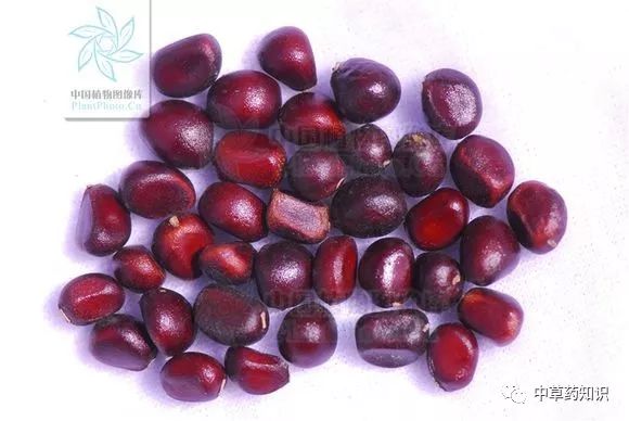 Traditional Chinese Medicine Herb: Bai Shao (White Peony)