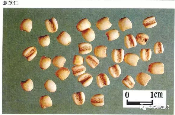 Chinese Herbal Medicine: Coix Seed (Yi Yi Ren)