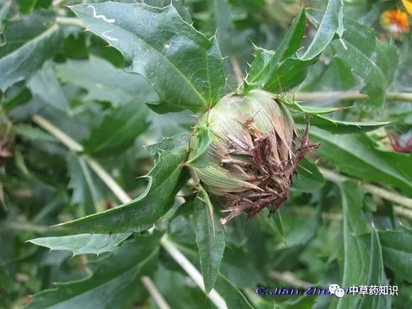 Traditional Chinese Medicine Herb: Safflower (Honghua)
