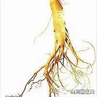 Codonopsis (Dang Shen): A Comprehensive Overview
