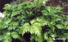 Huang Lian (Coptis Chinensis) - A Comprehensive Guide