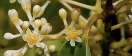 Anti-Inflammatory Foods: The Benefits of Ceylon Cinnamon