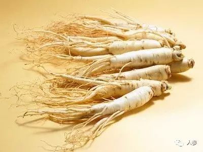 Fundamental Knowledge of Ginseng