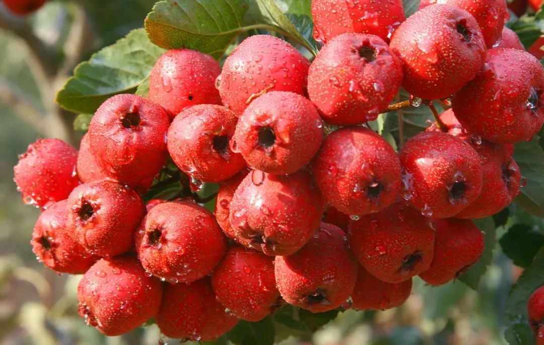 Understanding the Principles of "Four Qi and Five Flavors" in TCM for Self-Care